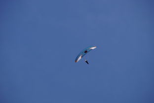 LEYU乐鱼体育官方网站-全国青少年水上滑翔锦标赛天津盛大开幕，水上滑翔机价格  第1张